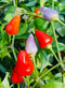 Aji Jardin